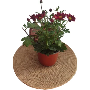 Bitki Fidanım Kasımpatı Çiçeği 20-30 cm