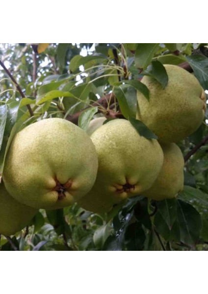 Armut-Deveci(Saksılı)-5 yaş,yarı bodur