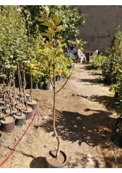 Armut-Deveci(Saksılı)-5 yaş,yarı bodur