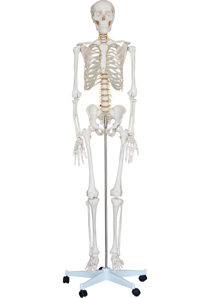 Insan Iskelet Modeli 180 cm - Iskelet Maketi