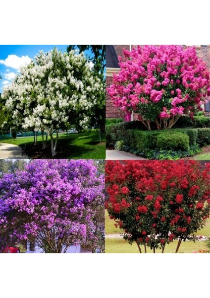 Multi Renkler Oya Ağacı Fidanı Paketi (4 Adet)