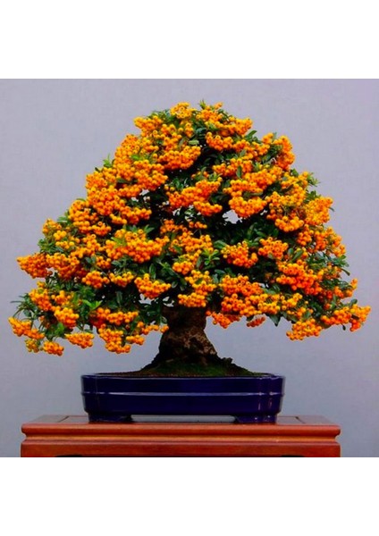 Tüplü Bodur Ateşdikeni Fidanı Bonsai Için Uygun Bitki