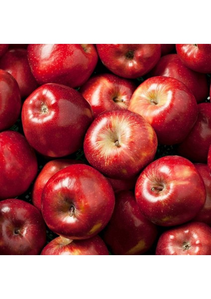 Tüplü Aşılı Tam Bodur Red Miracle Elma Fidanı