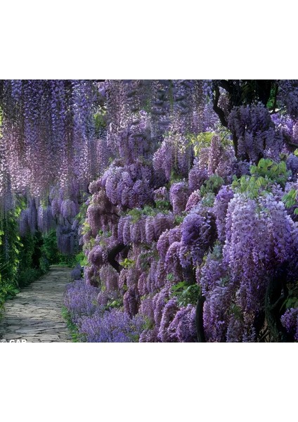 Tüplü Yoğun Kokulu Wisteria Sinensis Mor Salkım Fidanı (30-50 Cm) 10 Adet