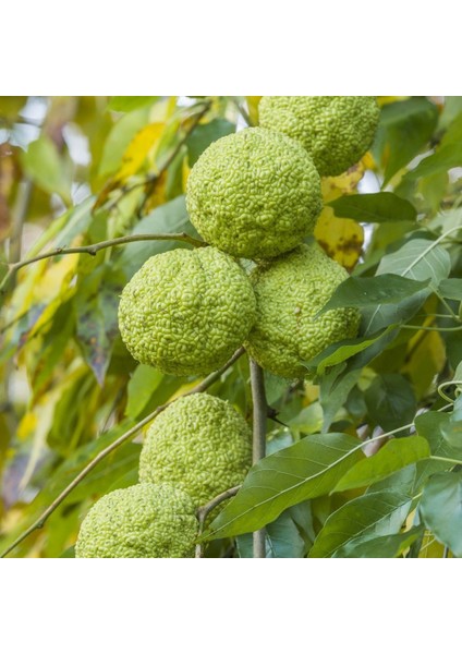 Tüplü Nadir Bulunan Maclura Pomifera Yalancı Portakal (Ayı Portakalı) Fidanı