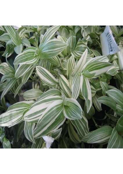 Yeşil Beyaz Multi Renkli Albiflora Telgraf Çiçeği 9 Luk Saksıda