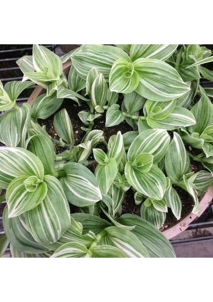 Yeşil Beyaz Multi Renkli Albiflora Telgraf Çiçeği 9 Luk Saksıda fiyatları