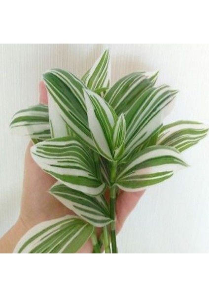 Yeşil Beyaz Multi Renkli Albiflora Telgraf Çiçeği 9 Luk Saksıda modelleri