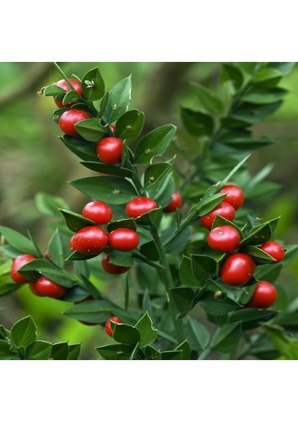 Tüplü Ruscus Aculeatus Kokina Tavşan Memesi Bitkisi Fidanı