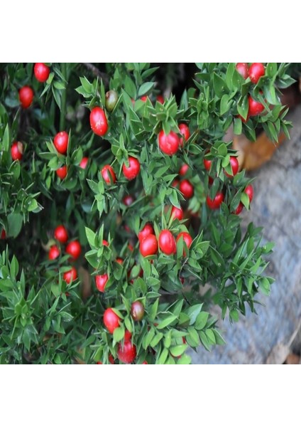 Tüplü Ruscus Aculeatus Kokina Tavşan Memesi Bitkisi Fidanı