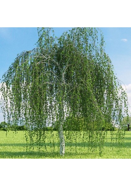 Tüplü Betula Alba Huş Ağacı Fidanı