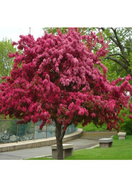 Tüplü Malus Floribunda Prunifolia Süs Elması Fidanı