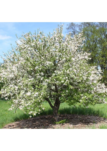 Tüplü Malus Floribunda Prunifolia Süs Elması Fidanı
