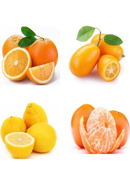 Bodur Narenciye Fidanı Paketi(Kamkat-Portakal-Limon-Mandalin)