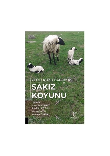 Yerli Kuzu Fabrikası Sakız Koyunu