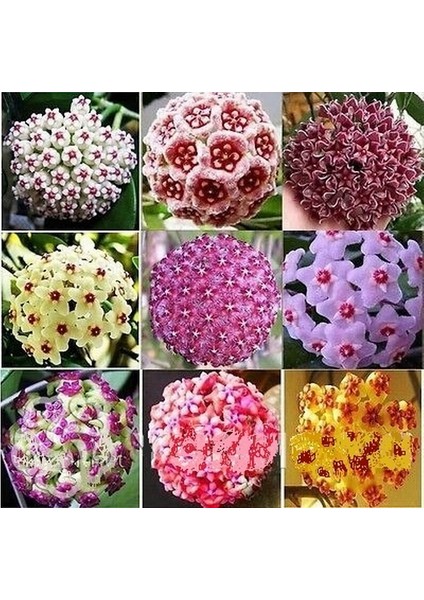 25 Adet Karışık Renk Top Orkide Tohumu + 10 Adet Karışık Renk Gülü Tohumu