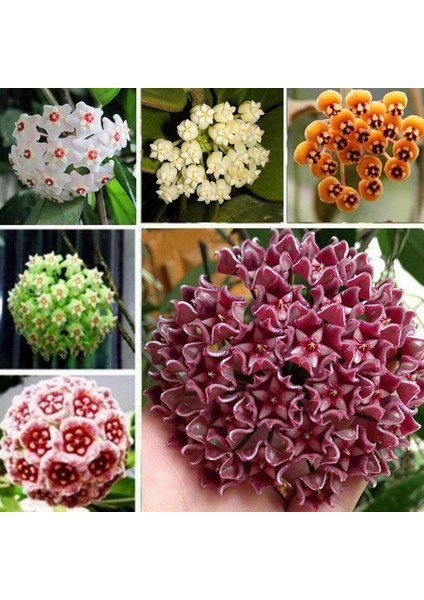 10 Adet Karışık Renk Top Orkide Tohumu + 10 Adet Karışık Renk Gülü Tohumu
