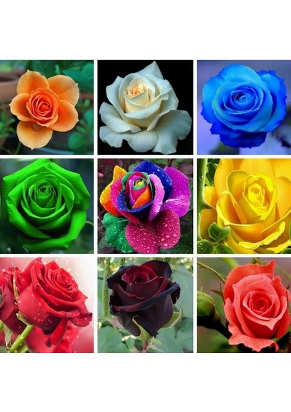 50 Adet Karışık Renk Top Orkide Tohumu + 10 Adet Karışık Renk Gülü Tohumu