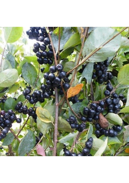 Viking Siyah Aronya Aronia Chokeberry Fidanı (10-20 Cm) 20 Adet