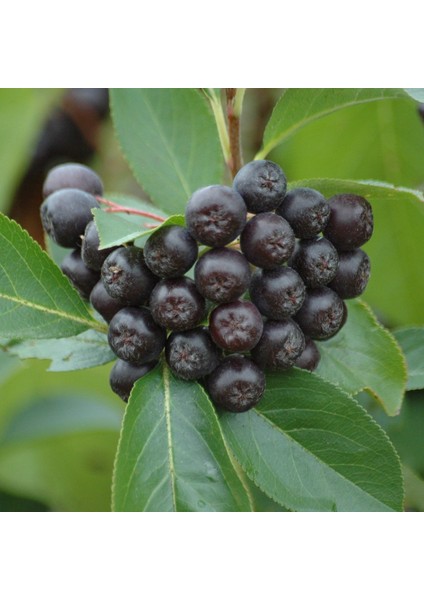 Viking Siyah Aronya Aronia Chokeberry Fidanı (10-20 Cm) 20 Adet