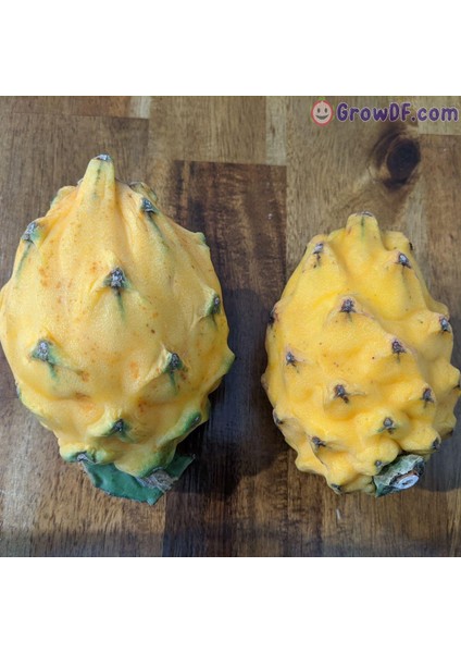 Palora Ecuador Yellow (Çok Nadir Tür) Pitaya Ejder Meyvesi Fidanı
