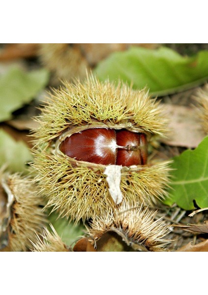 Châtaignier Hybride du Québec, Castanea dentata X Castanea Mollissima