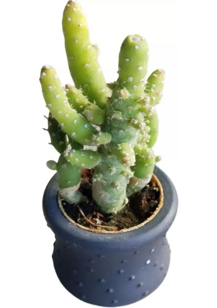 Hediyelik Kaktüs Opuntia Subulata (5.5 cm Beton Saksı Hediyeli)