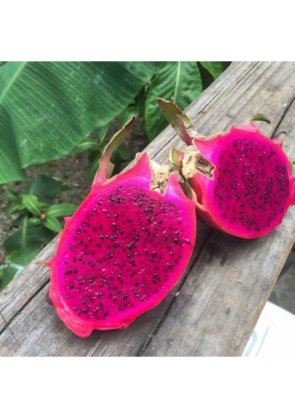 Macenta (Özel Tür) Ejder Meyvesi Pitaya Fidanı