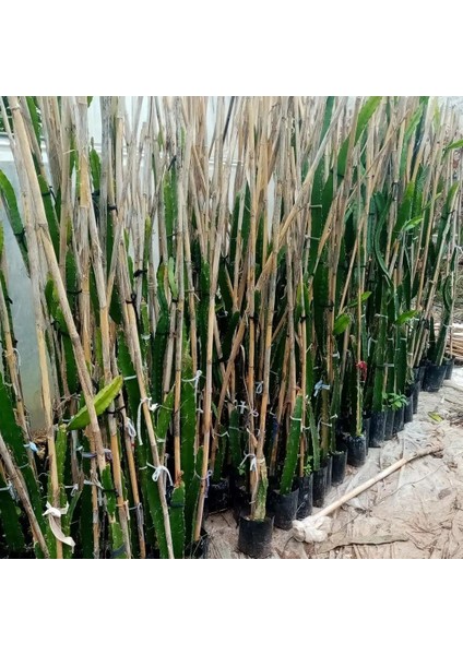 Colombia Yellow (Özel Tür) Ejder Meyvesi Pitaya Fidanı fiyatları