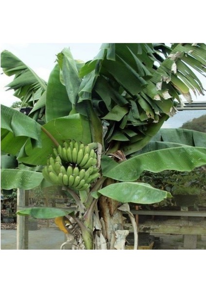 Tüplü Yöresel Anamur Muzı Fidanı 1 Kök modelleri