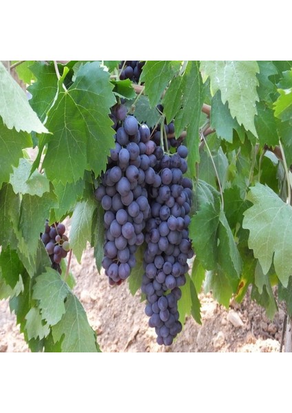 Nadir Denizli Tüplü Çal Karası Üzümü Fidanı fiyatları