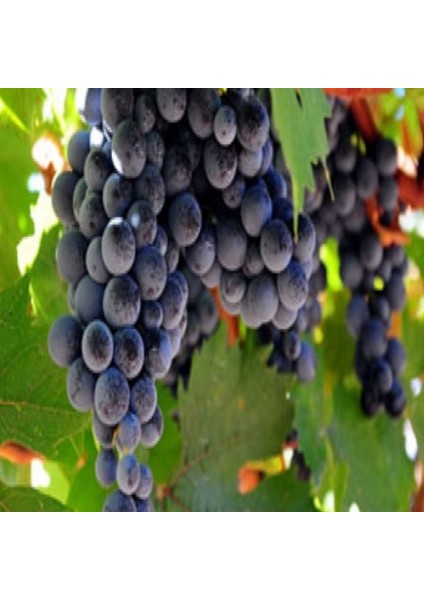 Nadir Denizli Tüplü Çal Karası Üzümü Fidanı modelleri