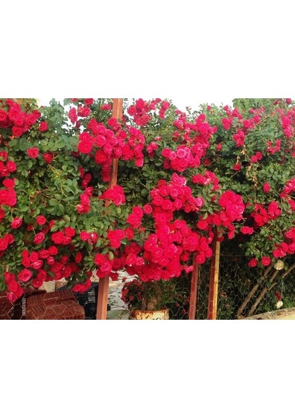Tüplü Kokulu Kırmızı Cherry Belle Sarmaşık Gül FIDANI(120-160 Cm) modelleri