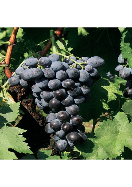 Tüplü Ribol Üzüm Fidanı