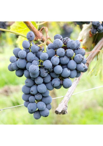 Tüplü Ribol Üzüm Fidanı indirimleri