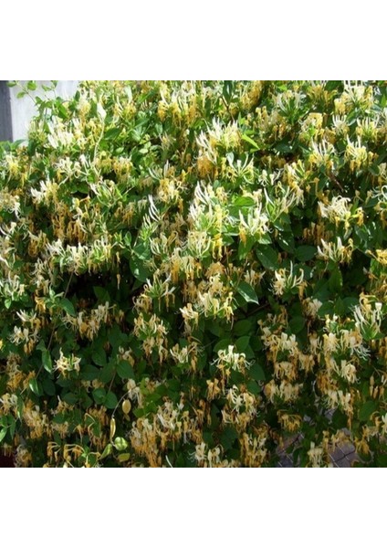 Tüplü Lonicera Caprifolium Hanım Eli Fidanı 5-6 Yaş (150-250 Cm)