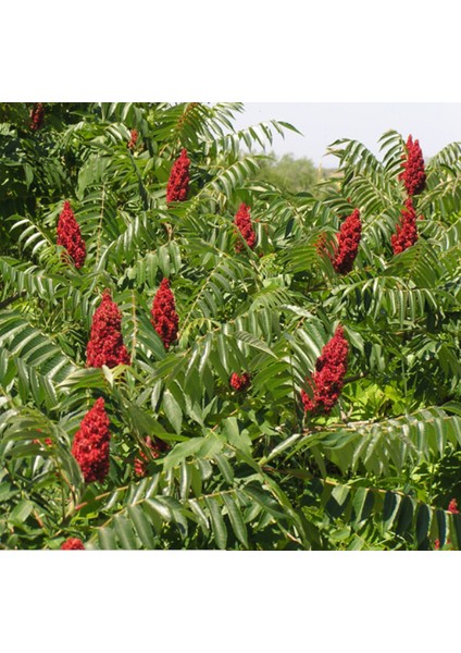 Tüplü Sumak Ağacı Fidanı (15-20 Cm) ( 5 Adet)