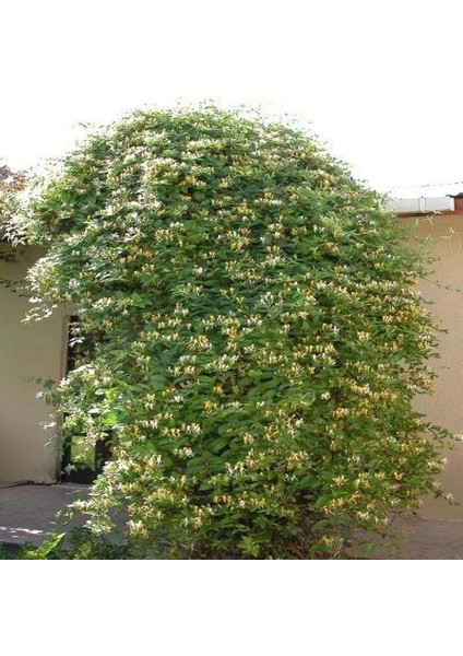 Tüplü Kokulu Lonicera Caprifolium Hanım Eli Fidanı (10 Adet)