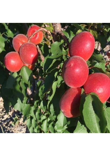 Tüplü Yüksek Verimli Zaiges Red Kırmızı Kayısı Fidanı