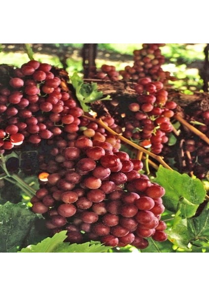 Tüplü Kırmızı Flame Seedless Çekirdeksiz Üzüm(Asma-Bağ) Fidanı