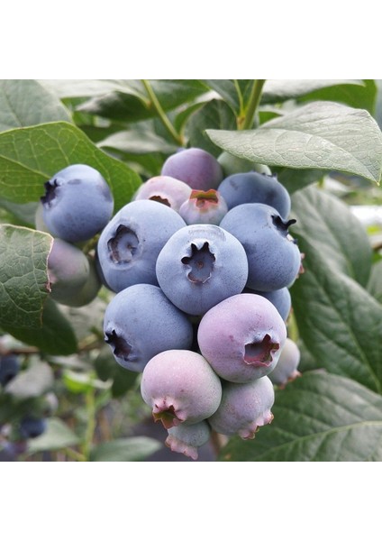 Tüplü Bluecropt Yaban Mersini Likapa Fidanı