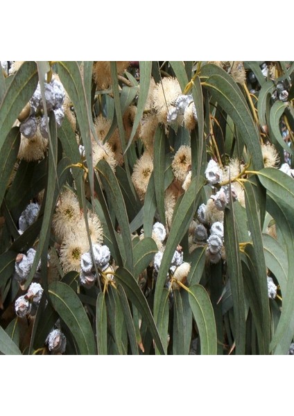 Tüplü Hızlı Büyüyen Okaliptus Ağacı FIDANI(100-150 Cm) modelleri