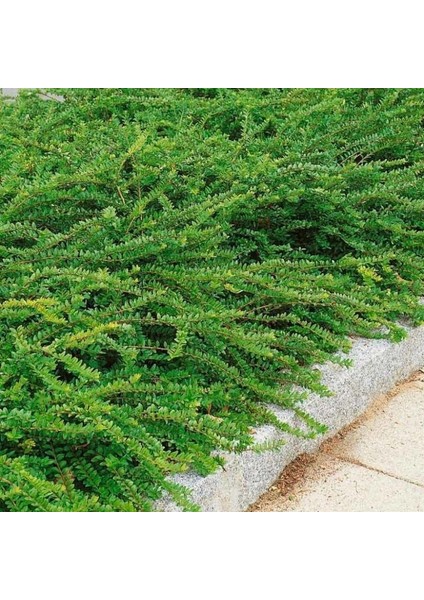 Bodur Lonicera Pileata Hanım Eli Fidanı modelleri