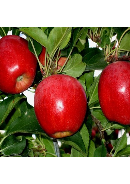 Tüplü Yarı Bodur Buckeye Gala Elma Fidanı