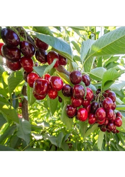 Tüplü Yarı Bodur Premier Giant Iri Meyveli Erkenci Kiraz Fidanı