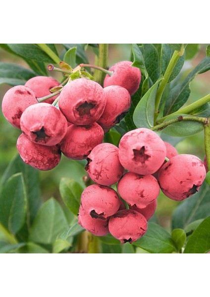 Tüplü Nadir Pink Lemonede Pembe Yaban Mersini Fidanı Seneye Meyve Verir