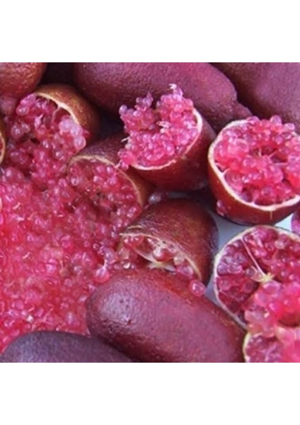 Meyve Verme Yaşında Tüplü Havyar Limon Mia Rose Finger Lime Fidanı