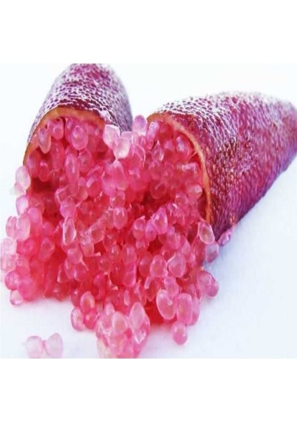 Meyve Verme Yaşında Tüplü Havyar Limon Mia Rose Finger Lime Fidanı