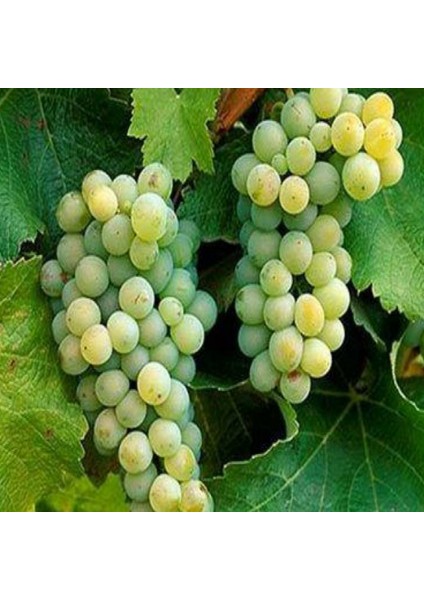 Tüplü Sauvignon Blanc Üzüm Fidanı