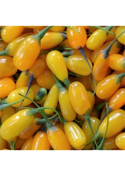Amber Sweet Altuni Sarı Goji Berry Fidanı